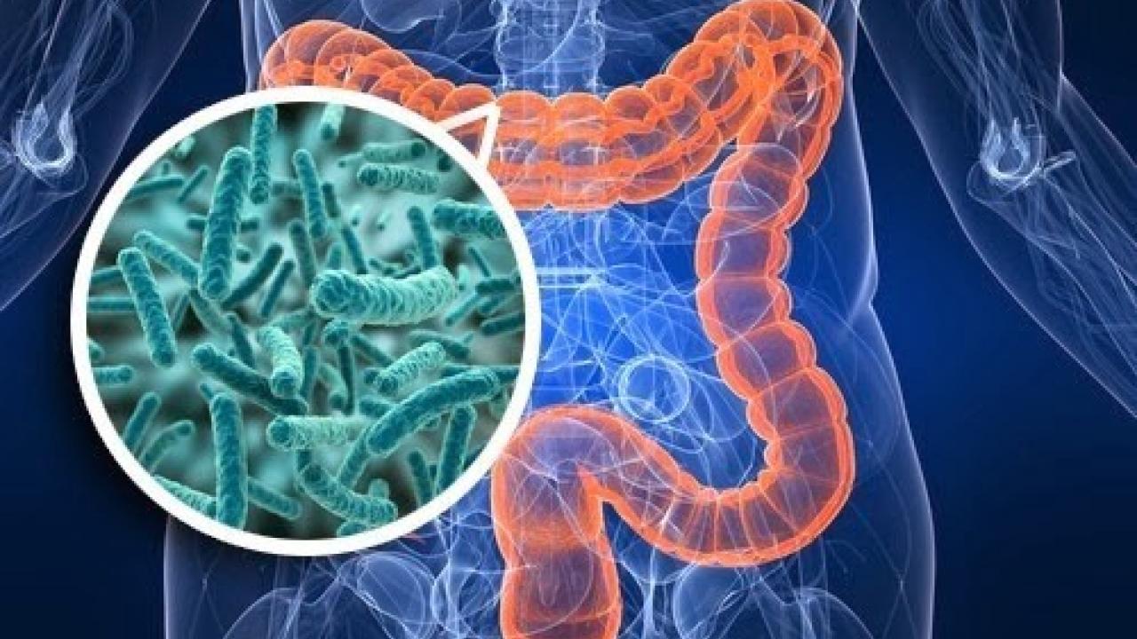 gut microbiome 